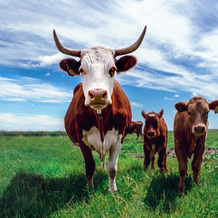 A small heard of brown and white cows in a grassy field